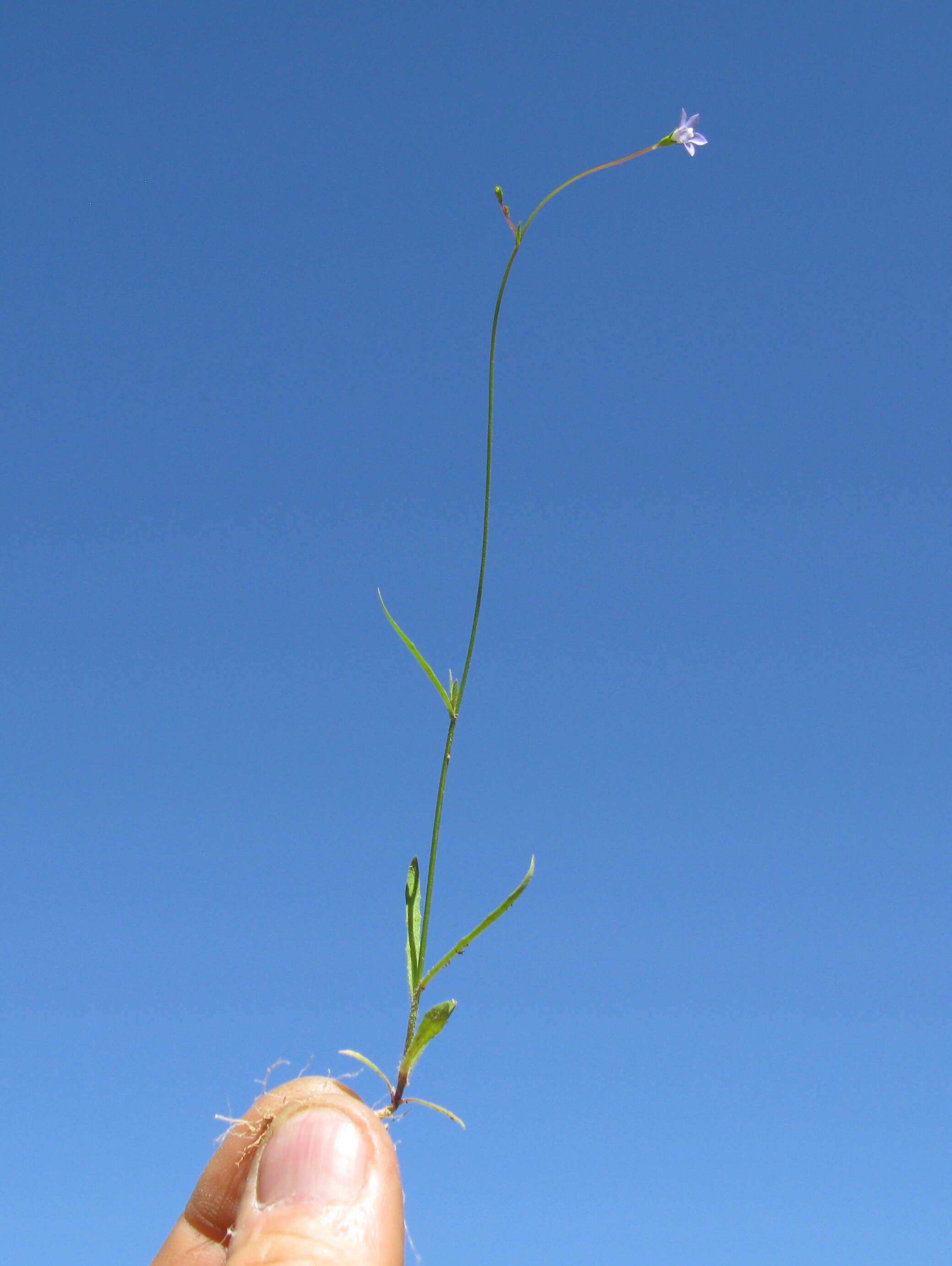 صورة Wahlenbergia gracilis (G. Forst.) A. DC.