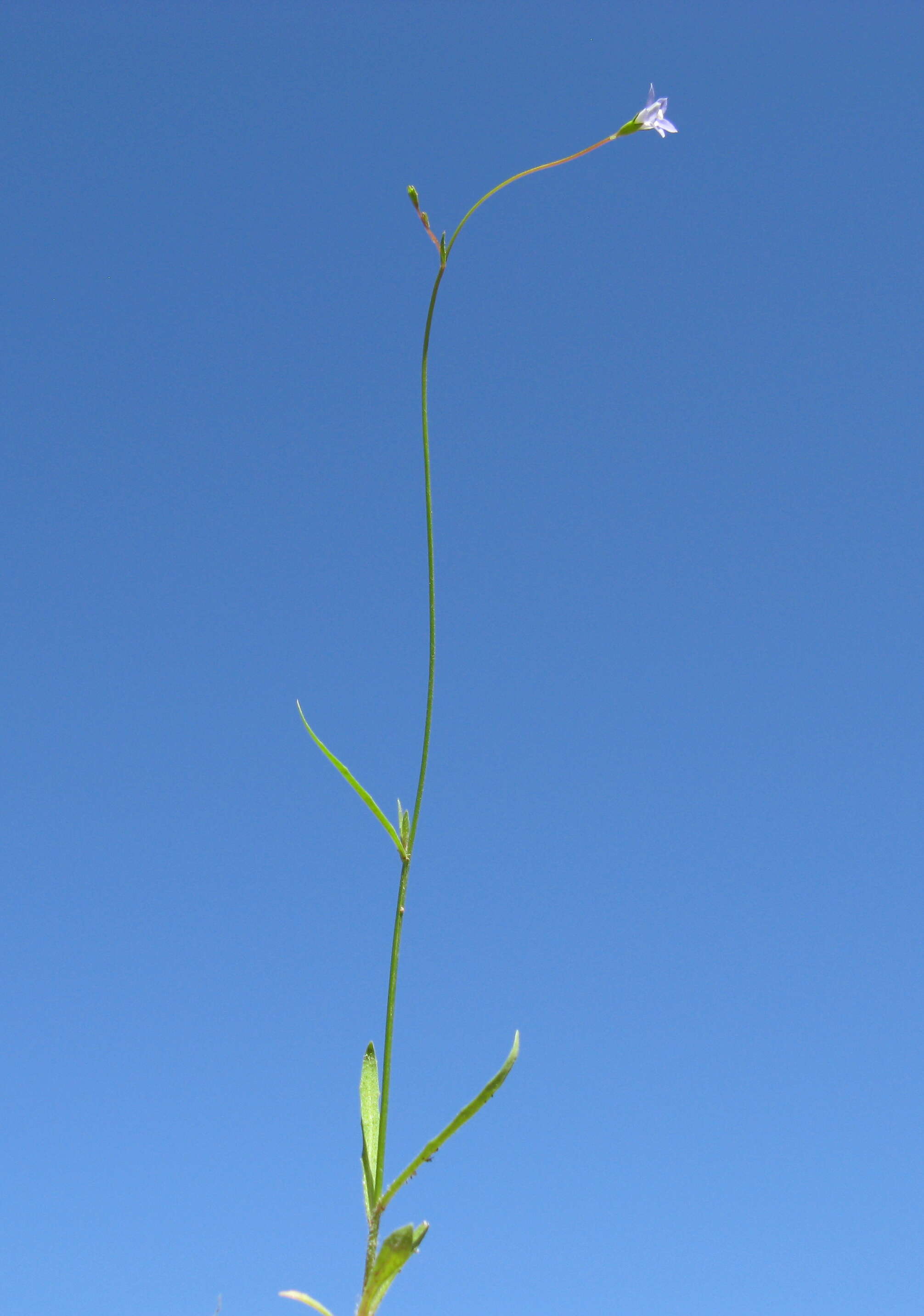 صورة Wahlenbergia gracilis (G. Forst.) A. DC.