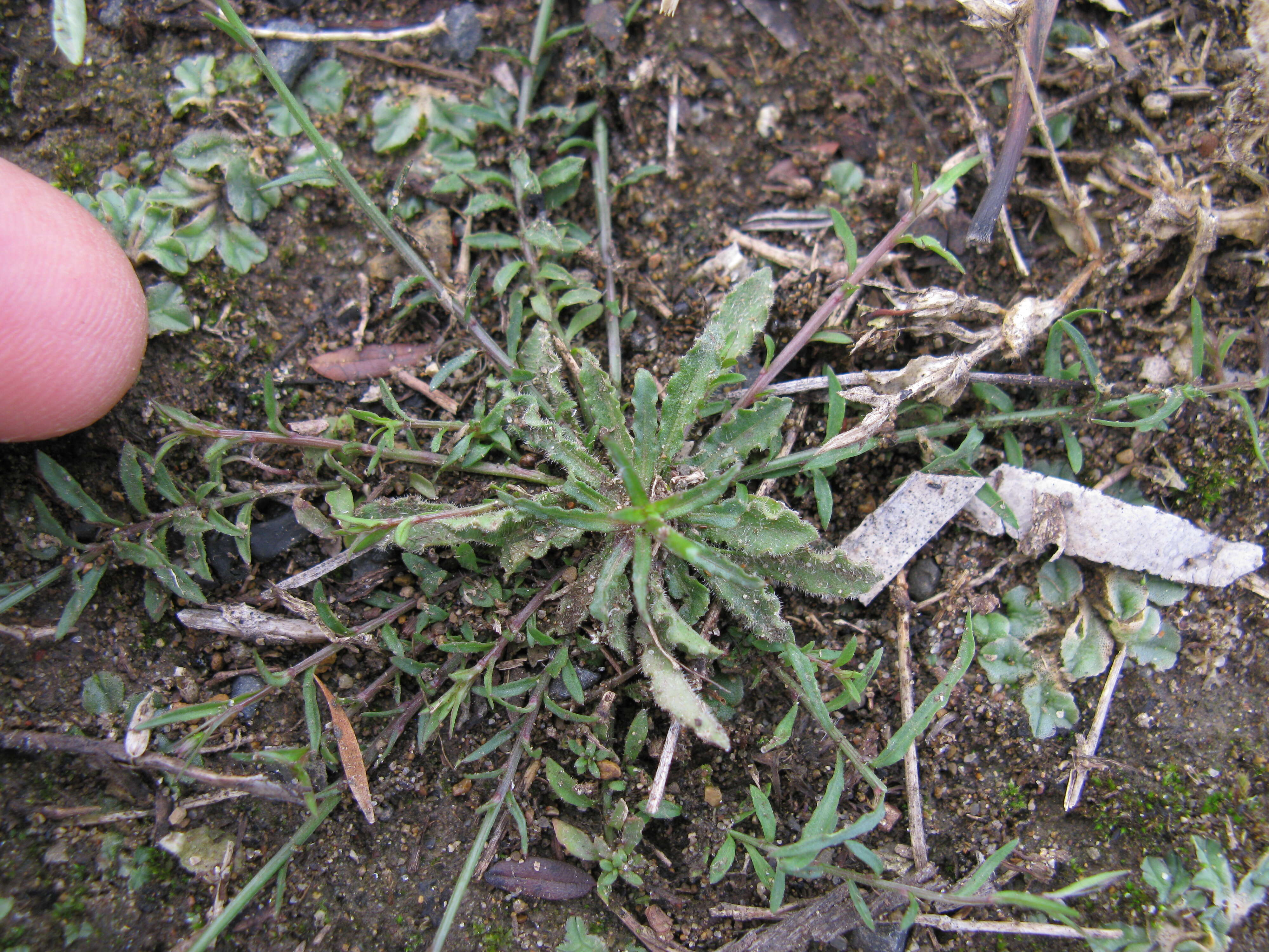 صورة Wahlenbergia gracilis (G. Forst.) A. DC.