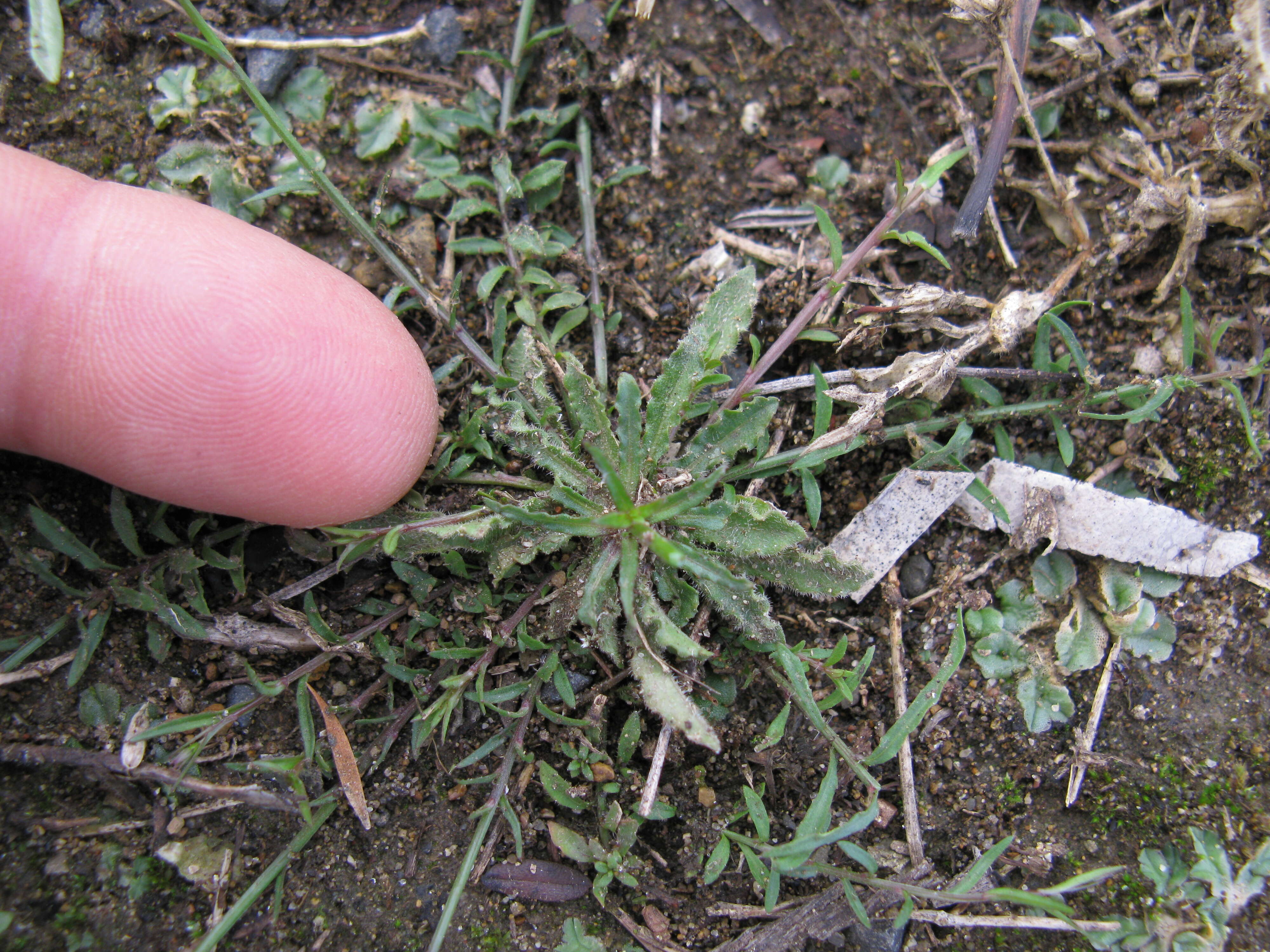 Image of Harebell