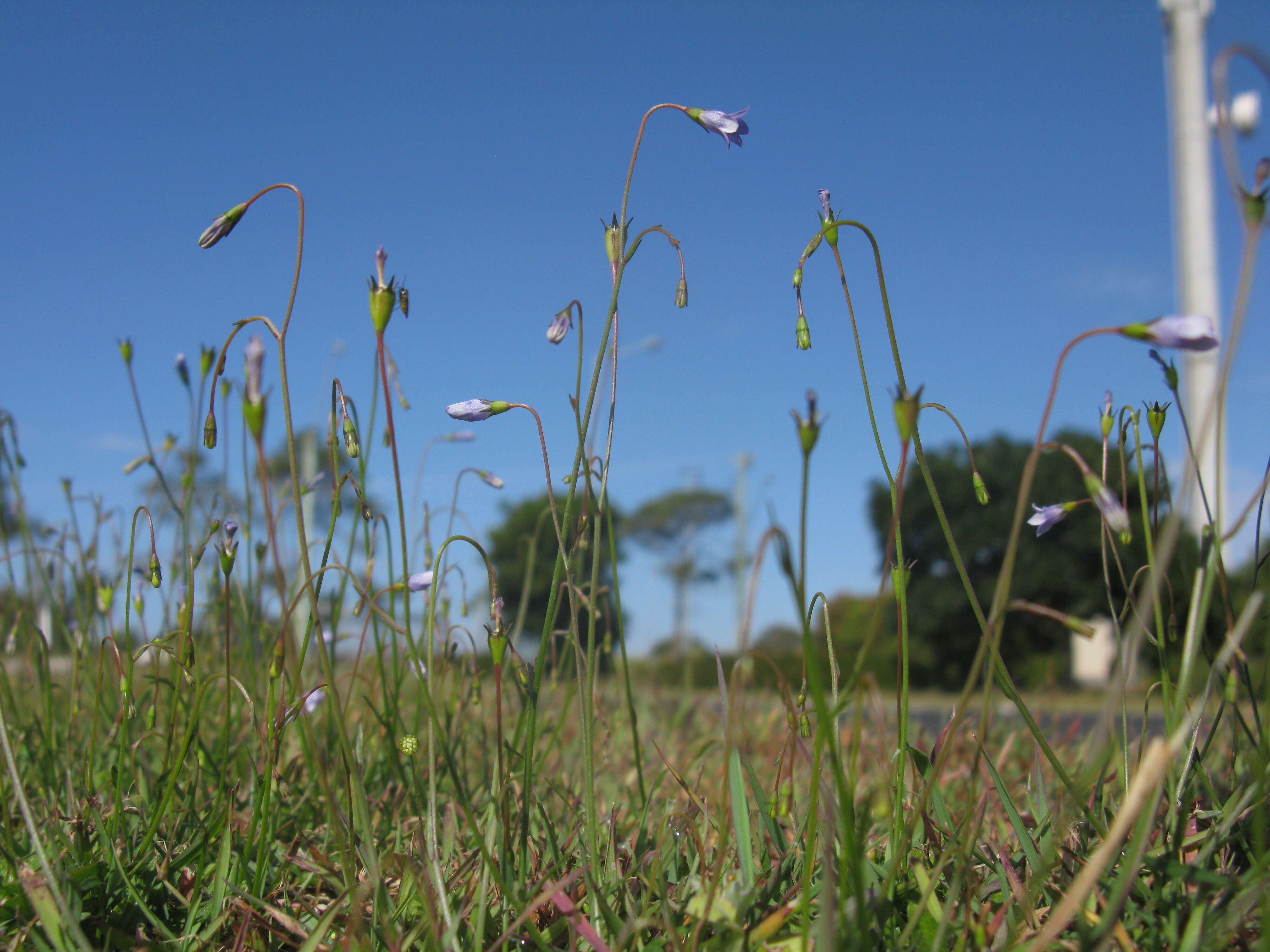 صورة Wahlenbergia gracilis (G. Forst.) A. DC.