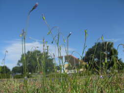 Imagem de Wahlenbergia gracilis (G. Forst.) A. DC.