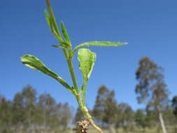 صورة Wahlenbergia gracilis (G. Forst.) A. DC.