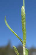 Imagem de Wahlenbergia gracilis (G. Forst.) A. DC.