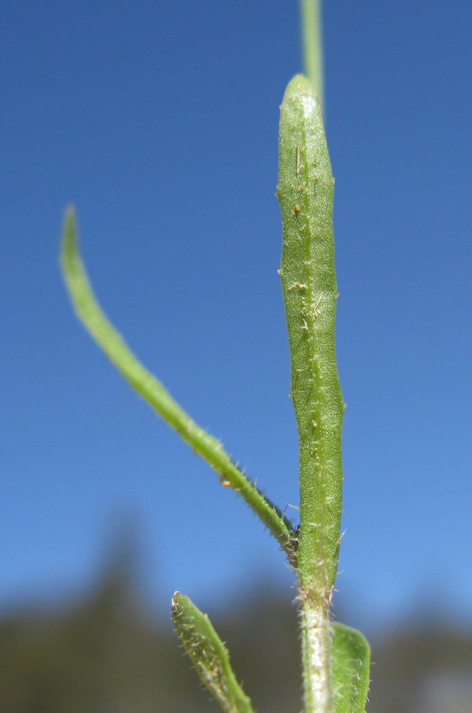 Imagem de Wahlenbergia gracilis (G. Forst.) A. DC.