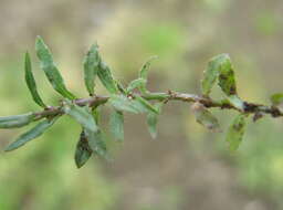 صورة Wahlenbergia gracilis (G. Forst.) A. DC.