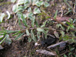 صورة Wahlenbergia gracilis (G. Forst.) A. DC.