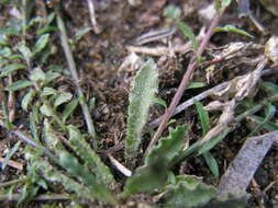 صورة Wahlenbergia gracilis (G. Forst.) A. DC.