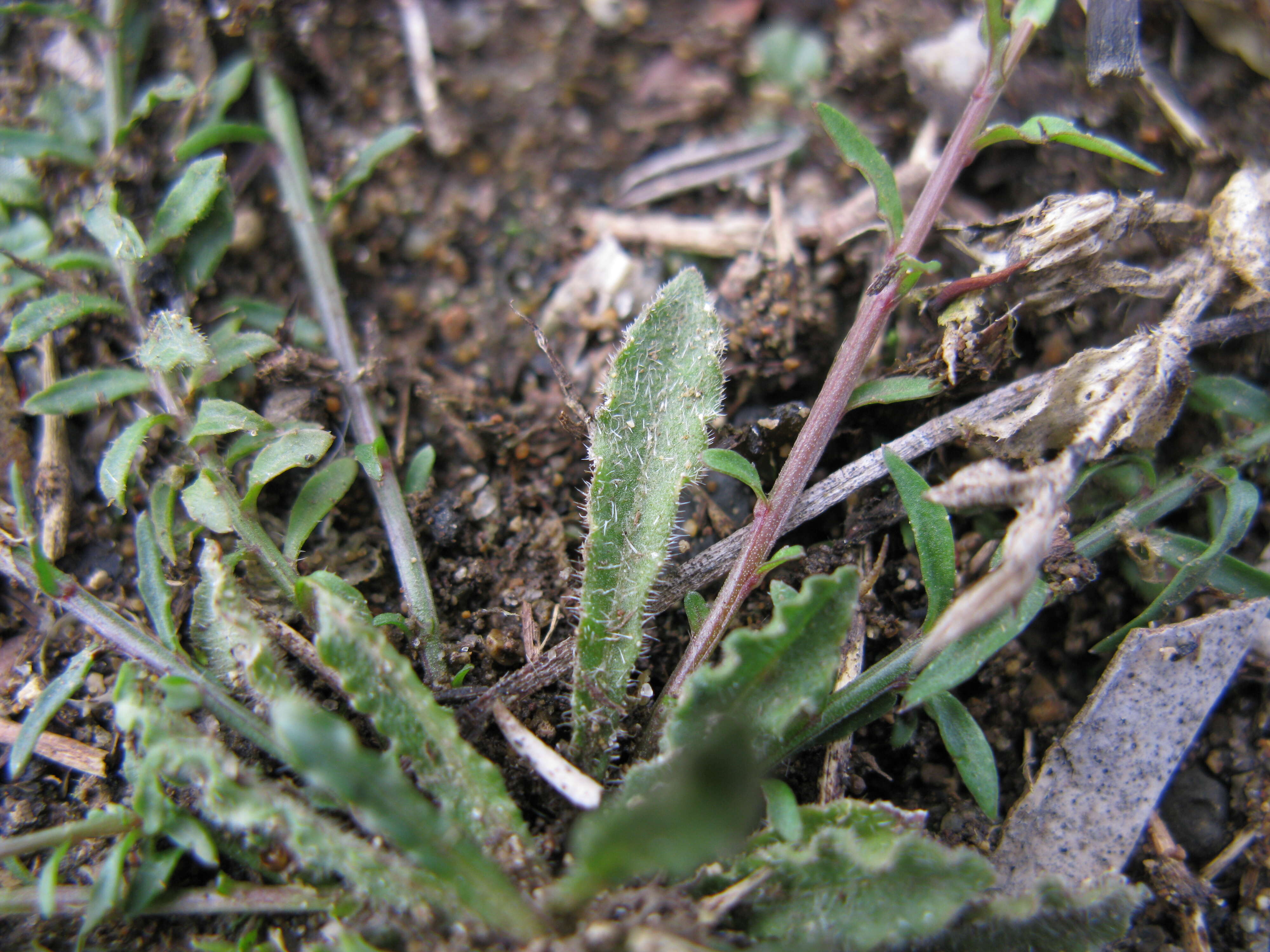 صورة Wahlenbergia gracilis (G. Forst.) A. DC.