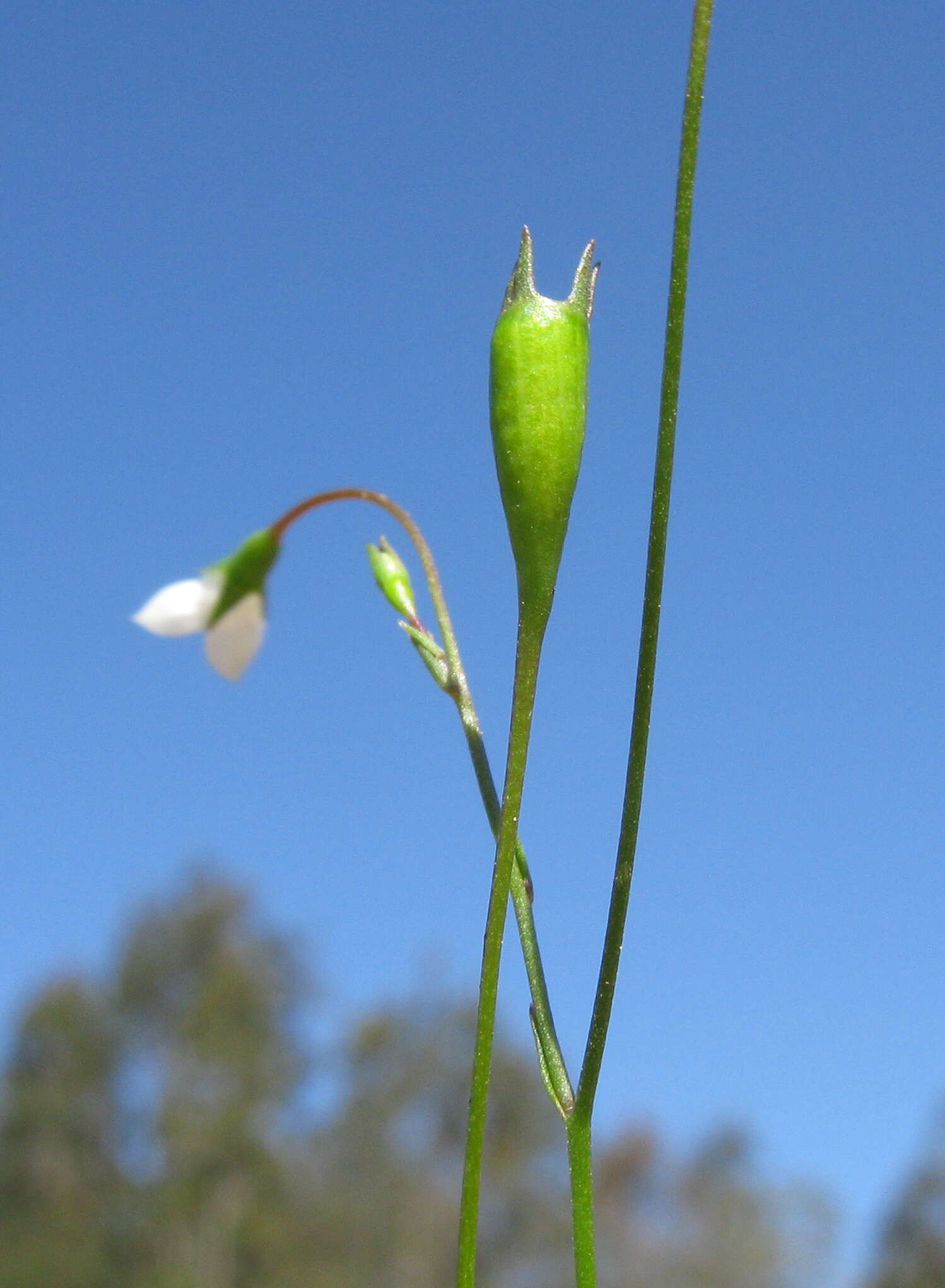 Imagem de Wahlenbergia gracilis (G. Forst.) A. DC.