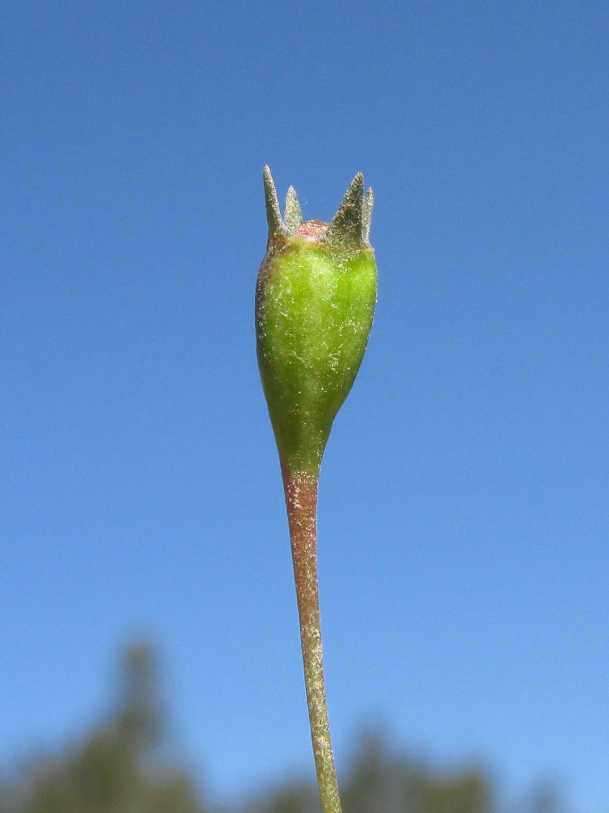 صورة Wahlenbergia gracilis (G. Forst.) A. DC.