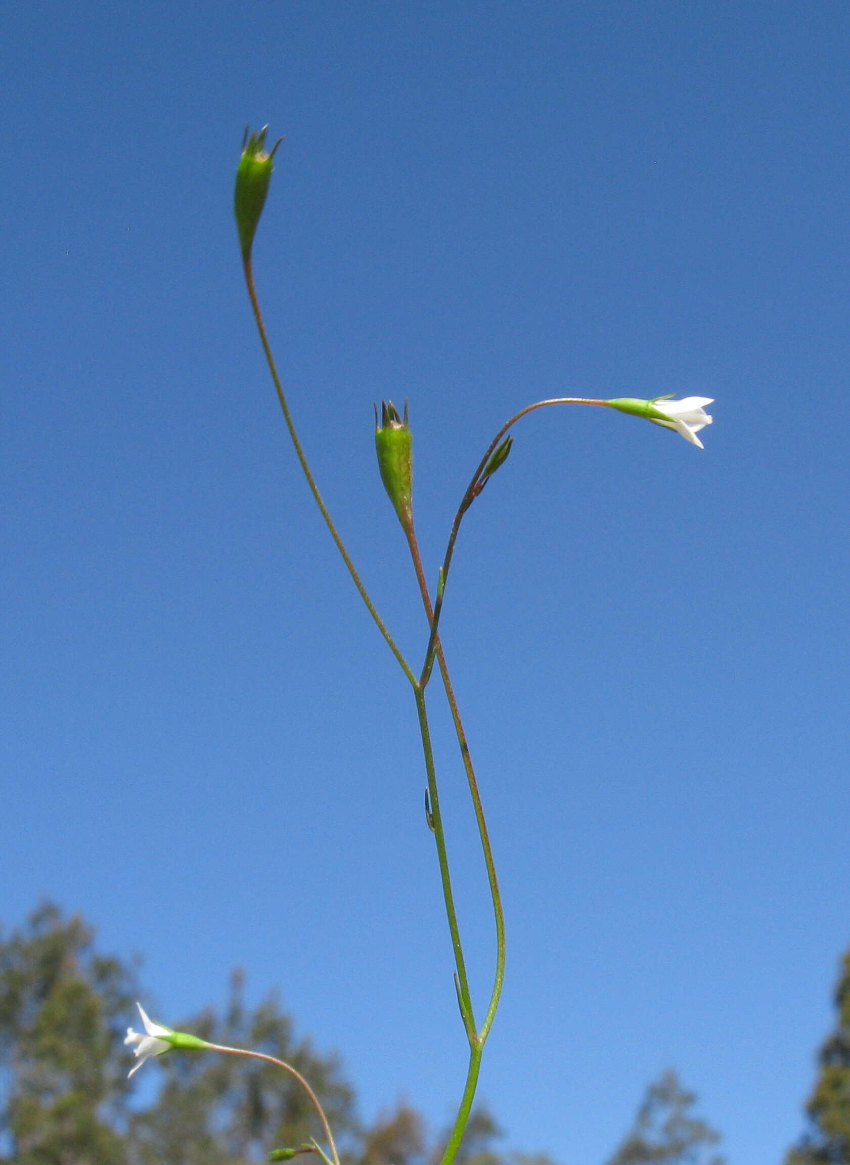 صورة Wahlenbergia gracilis (G. Forst.) A. DC.