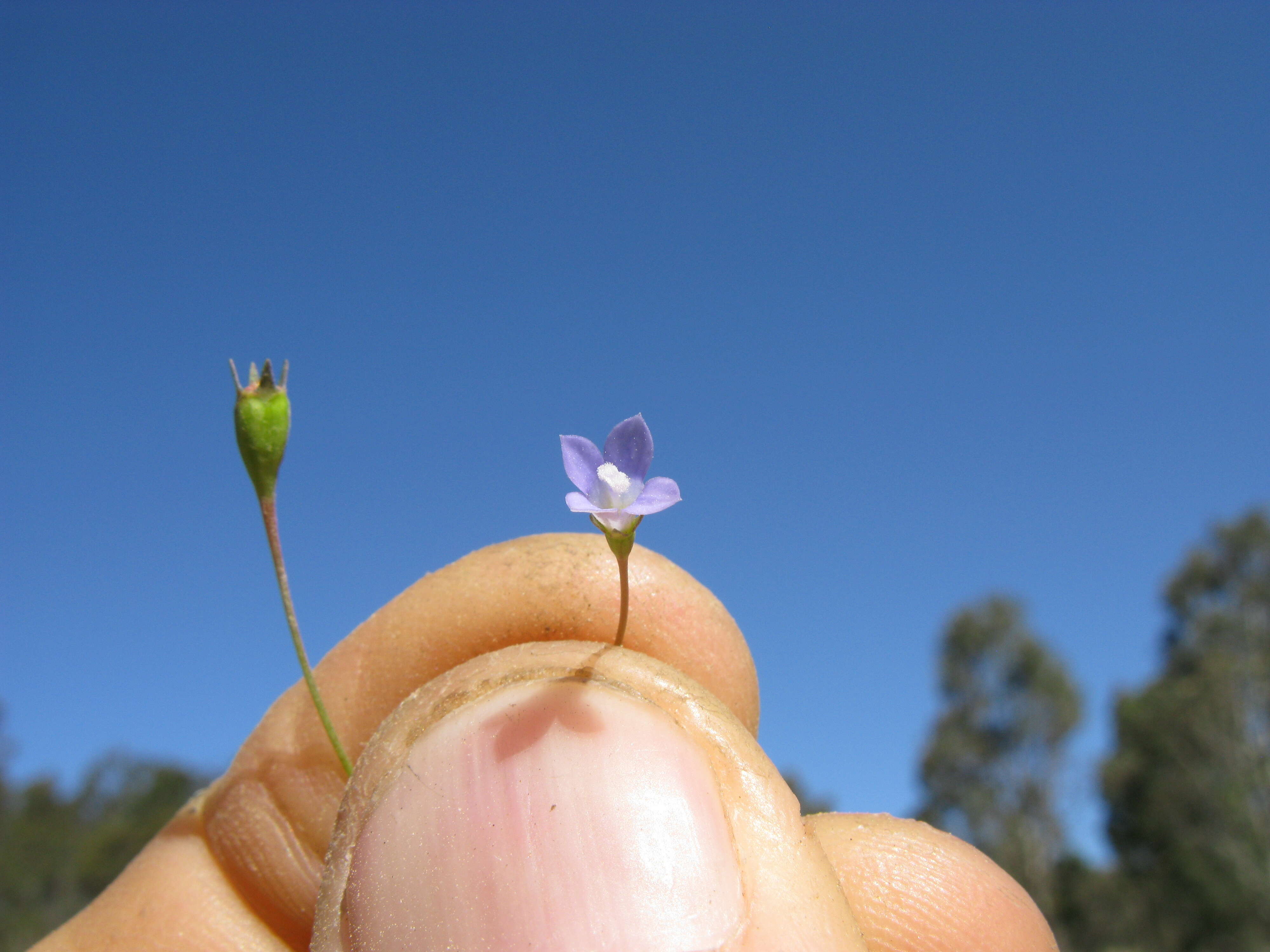 Image of Harebell