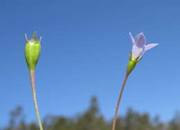 صورة Wahlenbergia gracilis (G. Forst.) A. DC.