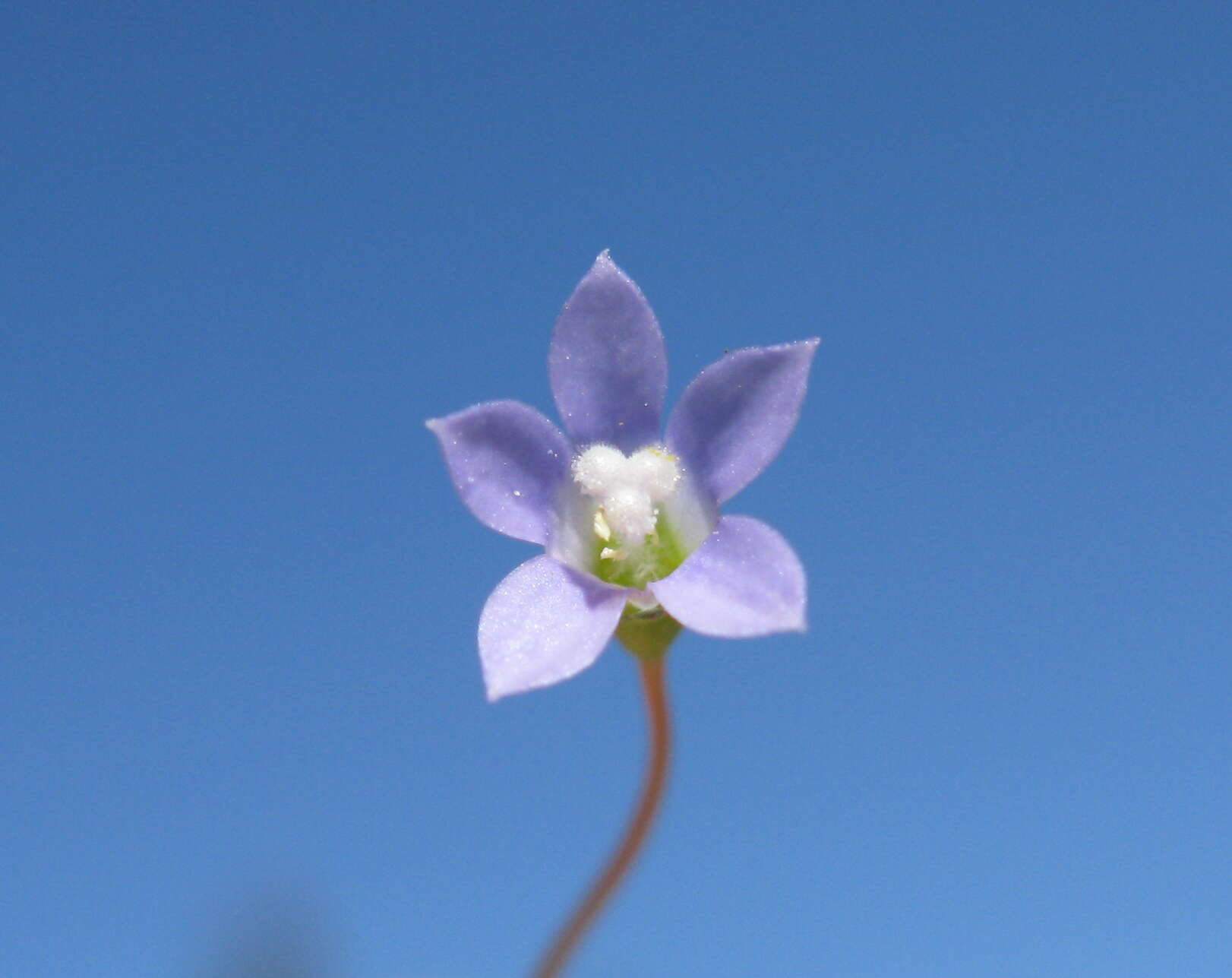 صورة Wahlenbergia gracilis (G. Forst.) A. DC.