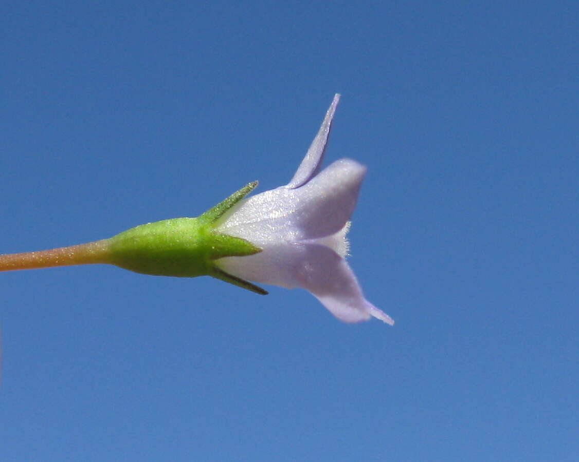 Imagem de Wahlenbergia gracilis (G. Forst.) A. DC.