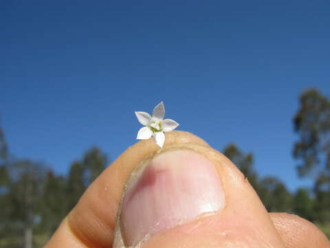 صورة Wahlenbergia gracilis (G. Forst.) A. DC.