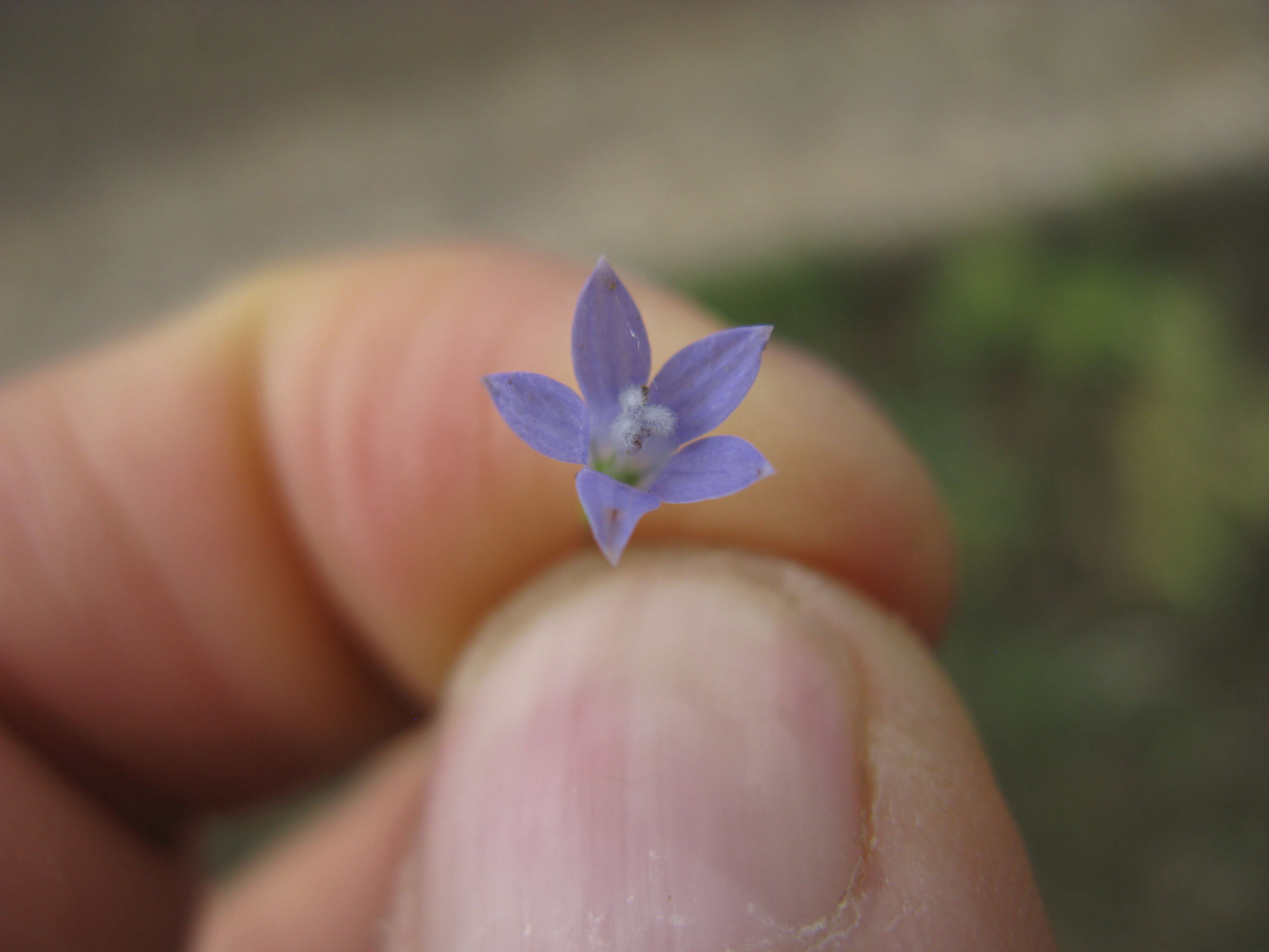 صورة Wahlenbergia gracilis (G. Forst.) A. DC.