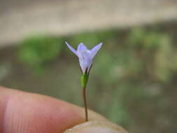 Imagem de Wahlenbergia gracilis (G. Forst.) A. DC.