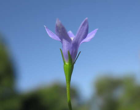 صورة Wahlenbergia gracilis (G. Forst.) A. DC.