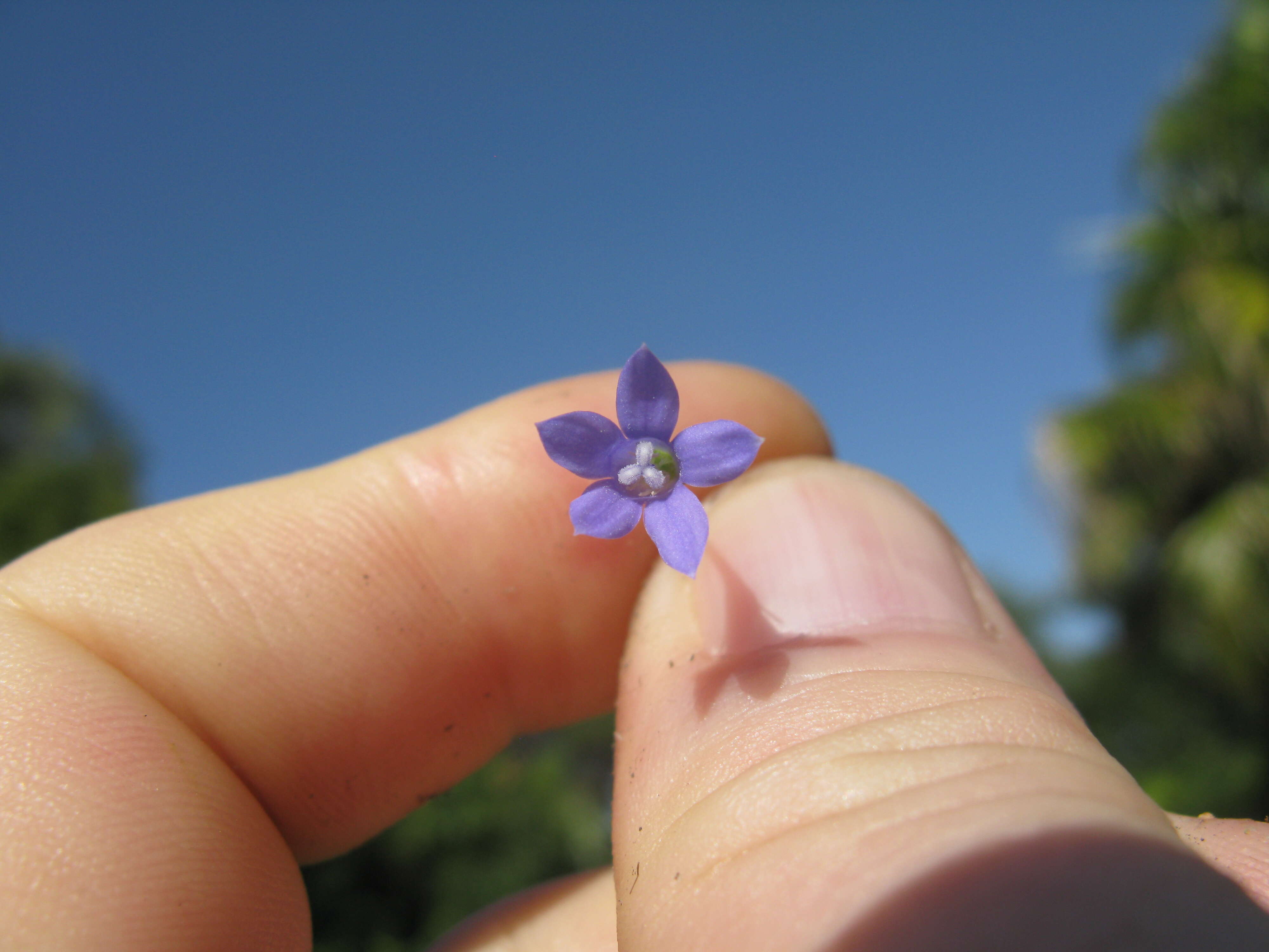 صورة Wahlenbergia gracilis (G. Forst.) A. DC.