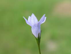 صورة Wahlenbergia gracilis (G. Forst.) A. DC.