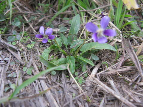 صورة Viola betonicifolia Smith