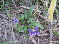 Image of Viola betonicifolia Smith