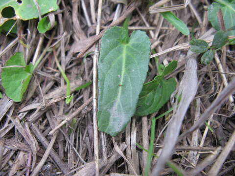 Image of Viola betonicifolia Smith