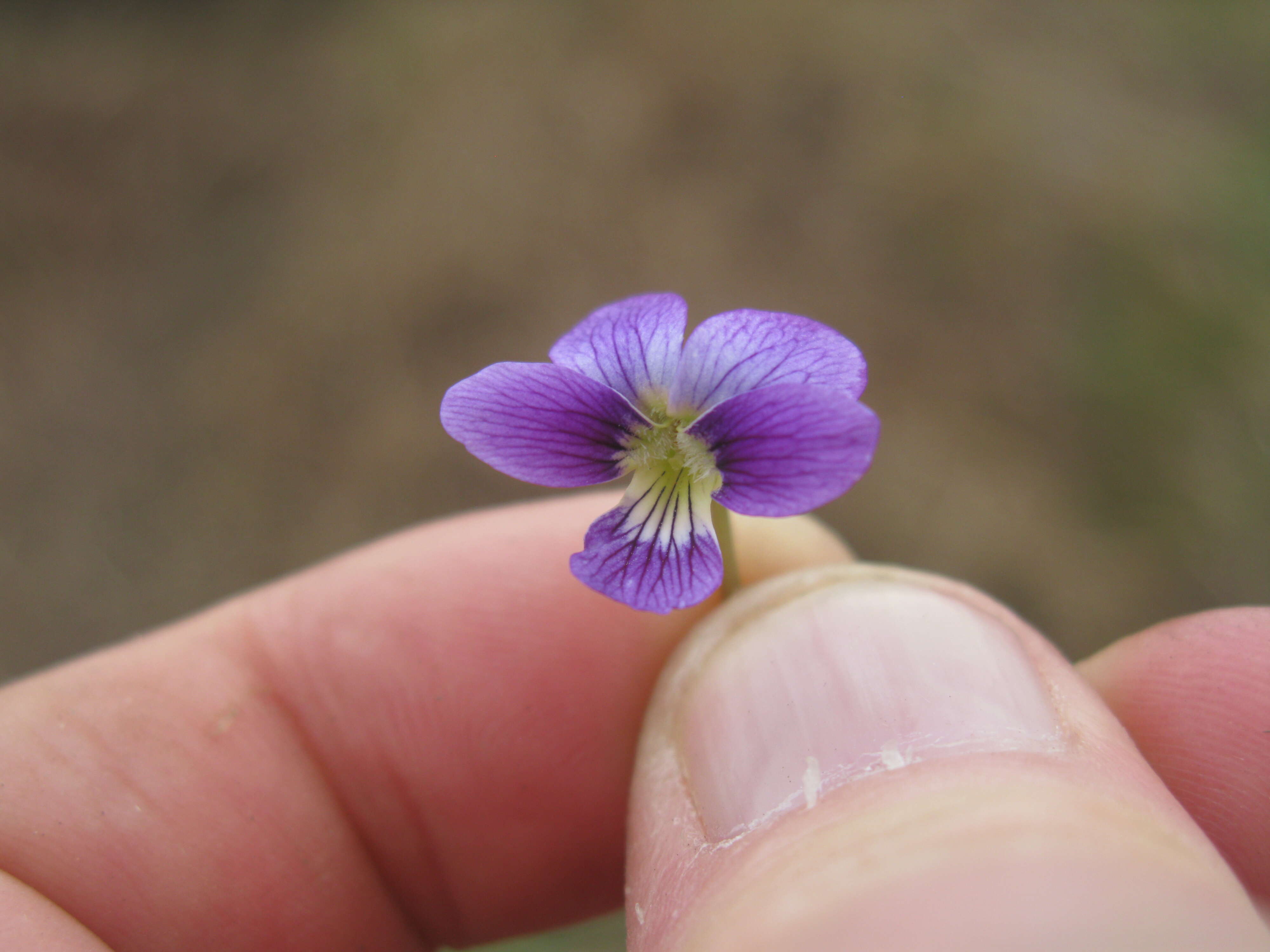 Image of Viola betonicifolia Smith