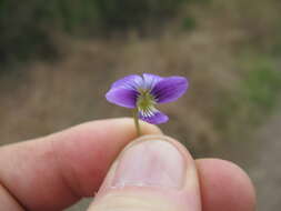 Imagem de Viola betonicifolia Smith