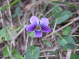 Image of Viola betonicifolia Smith