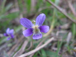 Imagem de Viola betonicifolia Smith