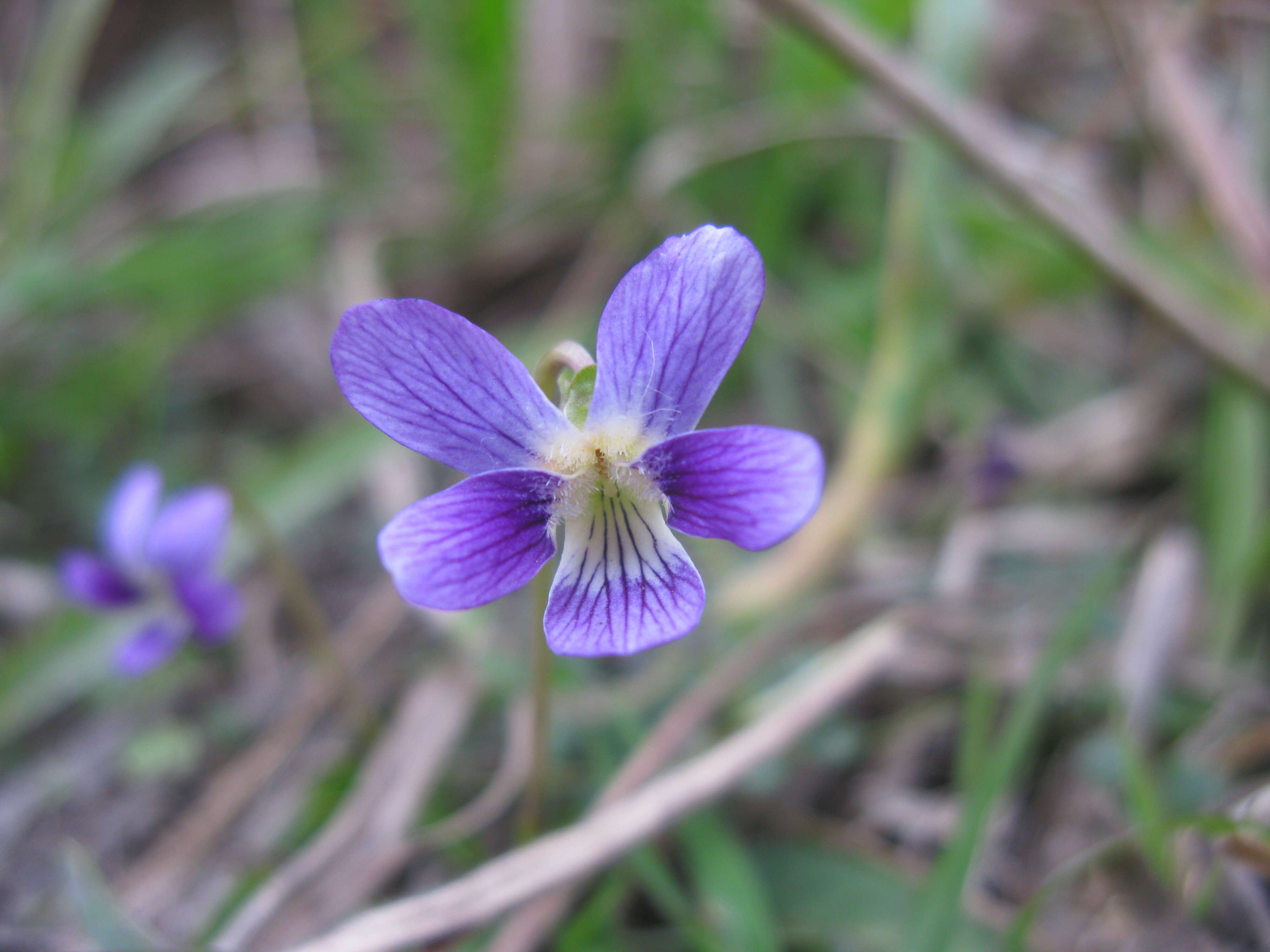 Image of Viola betonicifolia Smith