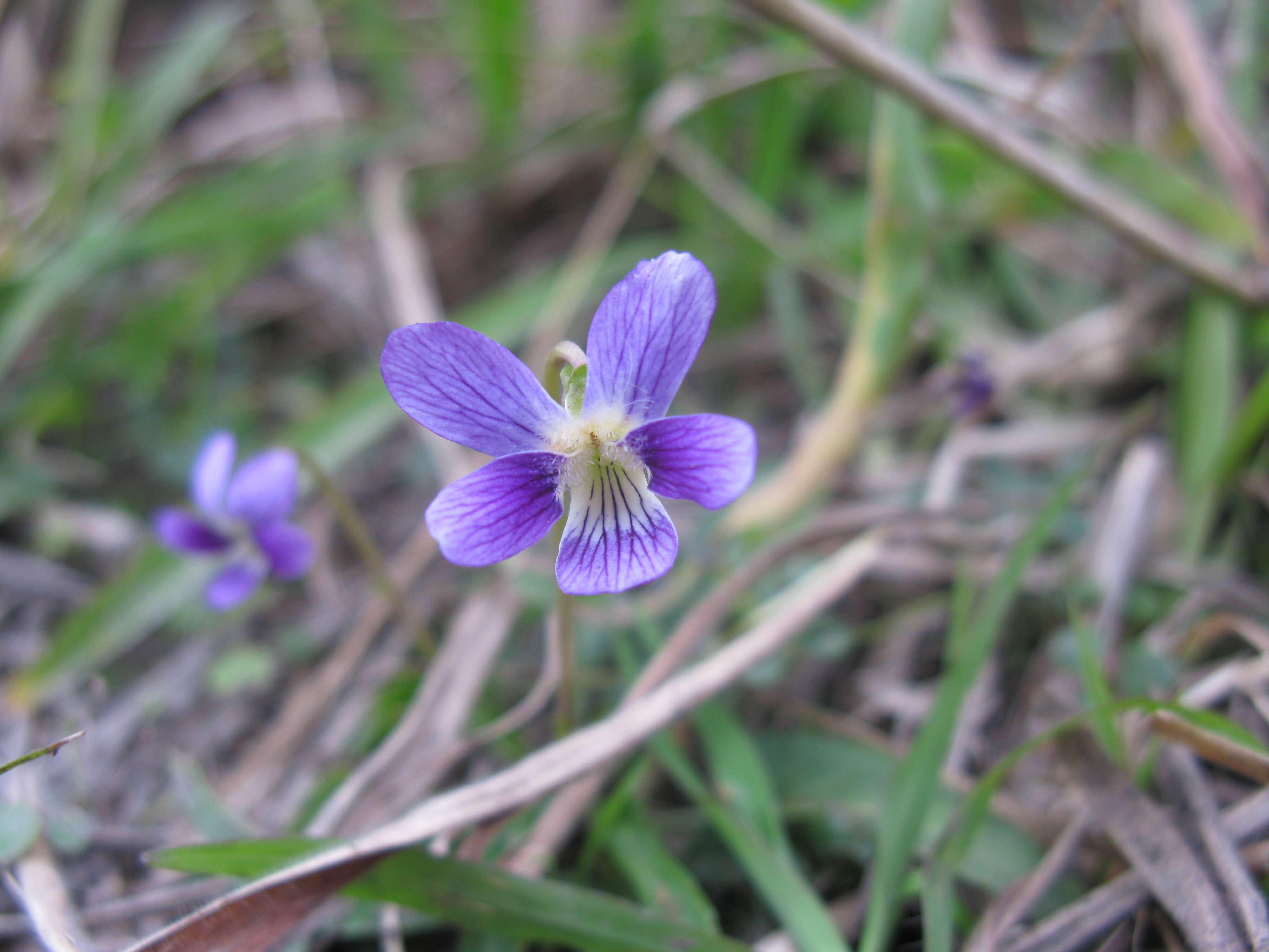 Image de Viola betonicifolia Smith