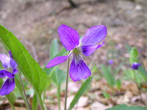 Image of Viola betonicifolia Smith