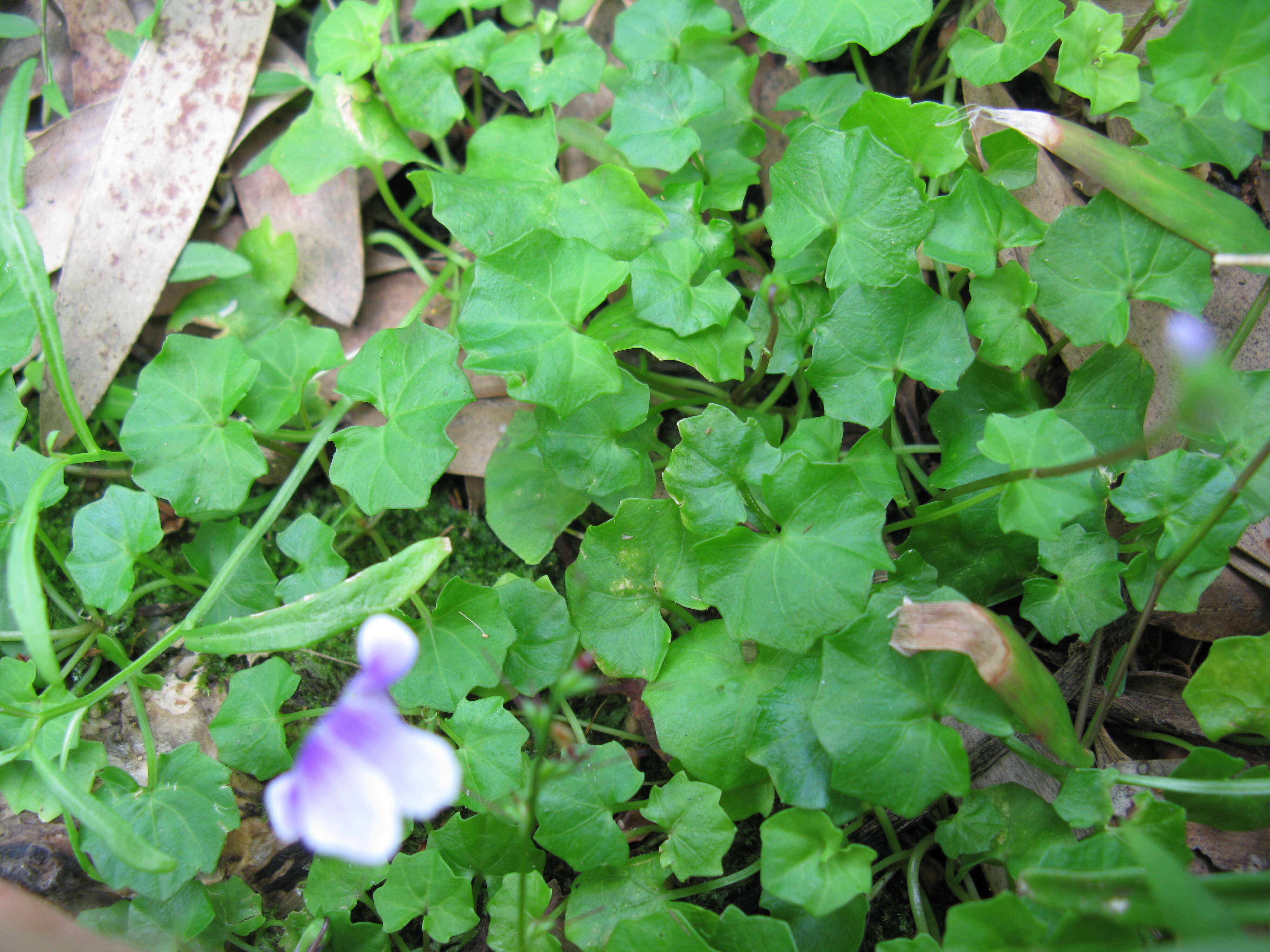 Image of Viola banksii K. R. Thiele & Prober