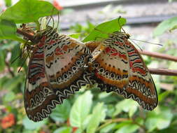 Cethosia hypsea Doubleday (1847) resmi