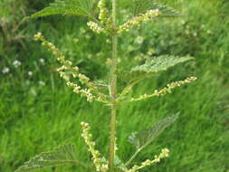 Image of Urtica incisa Poir.