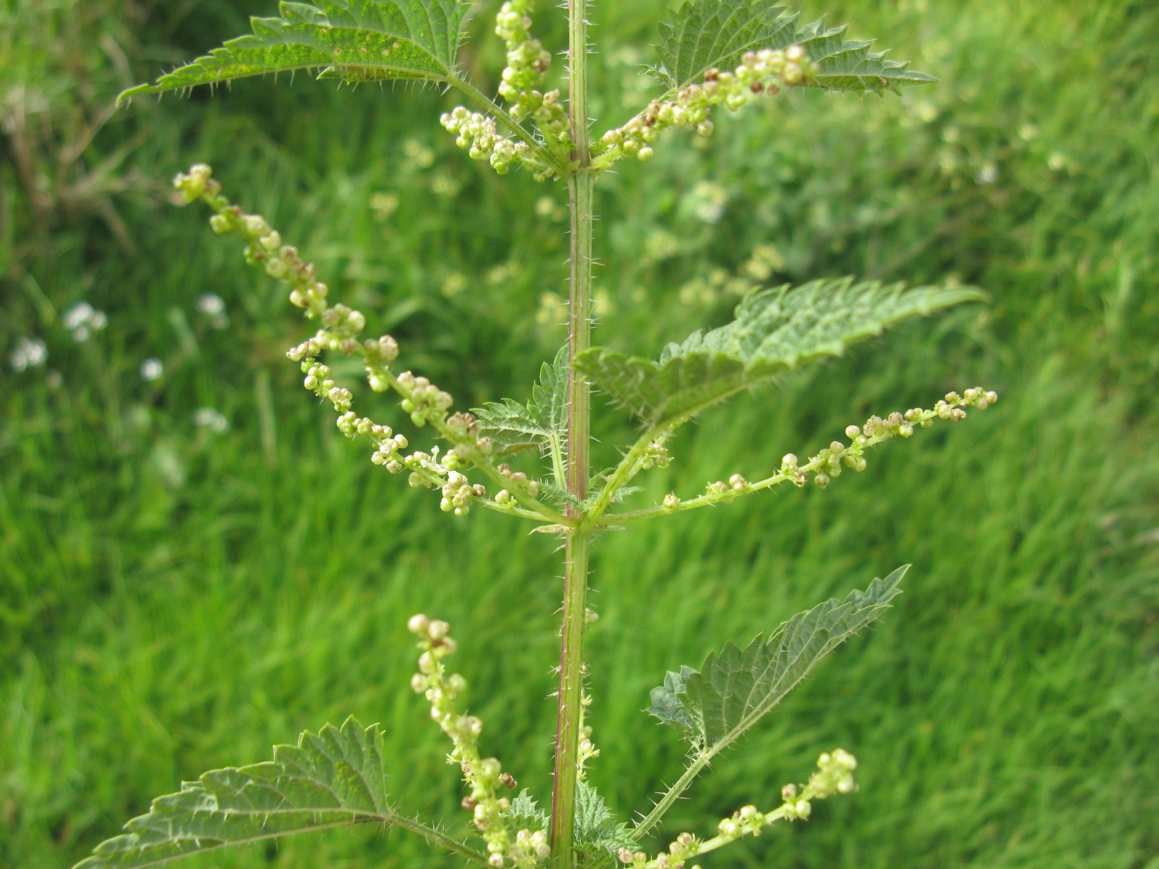 Image of Urtica incisa Poir.