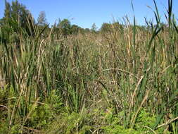 Image de Typha orientalis C. Presl