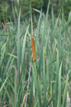 Image of Bullrush