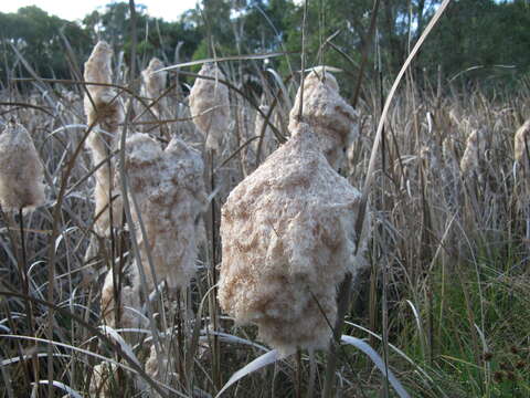 Image of Bullrush