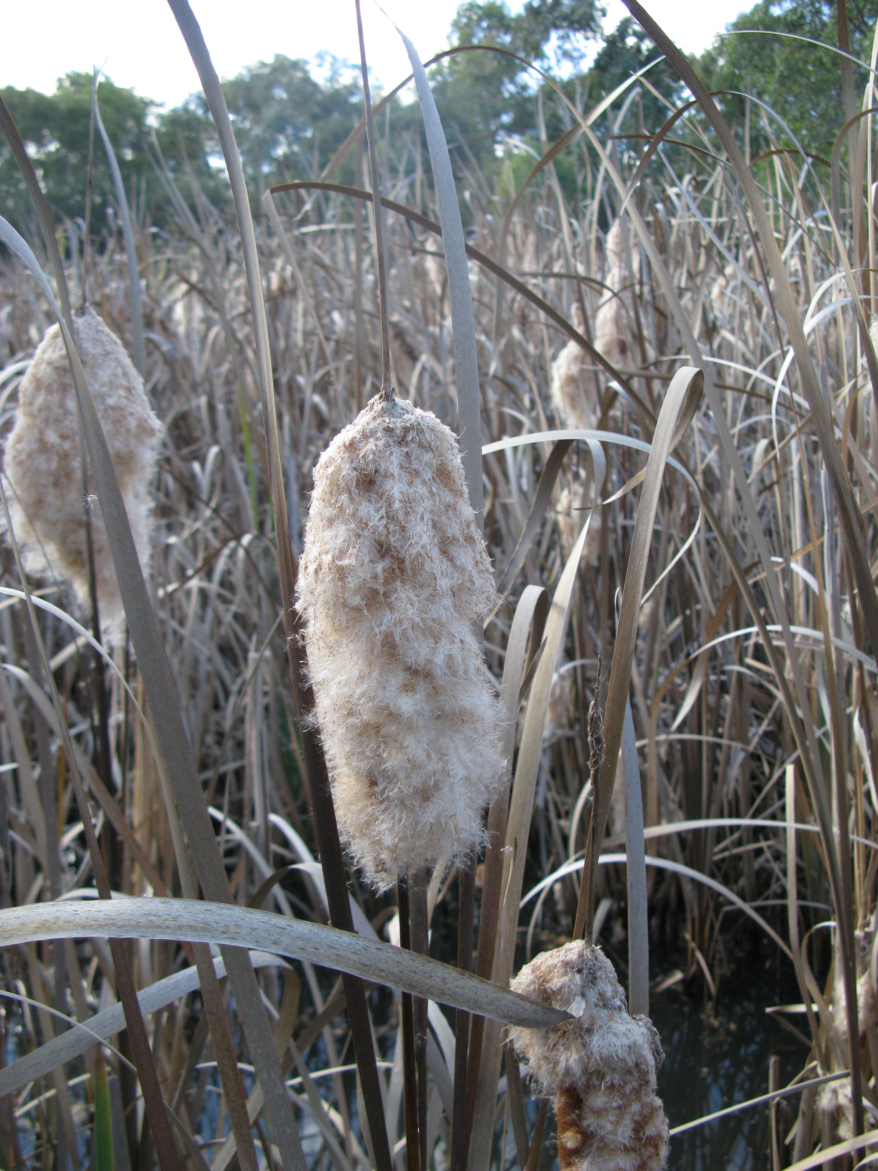 Image de Typha orientalis C. Presl