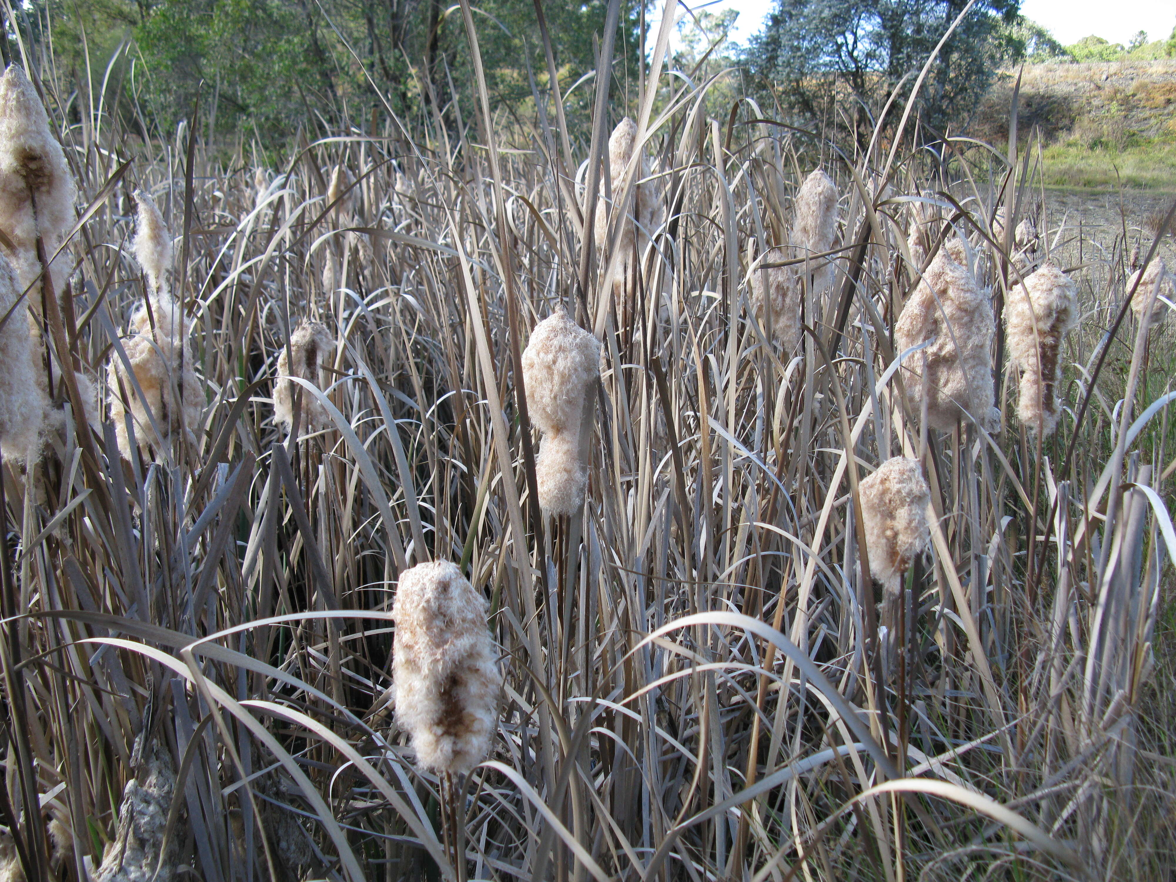 Image of Bullrush