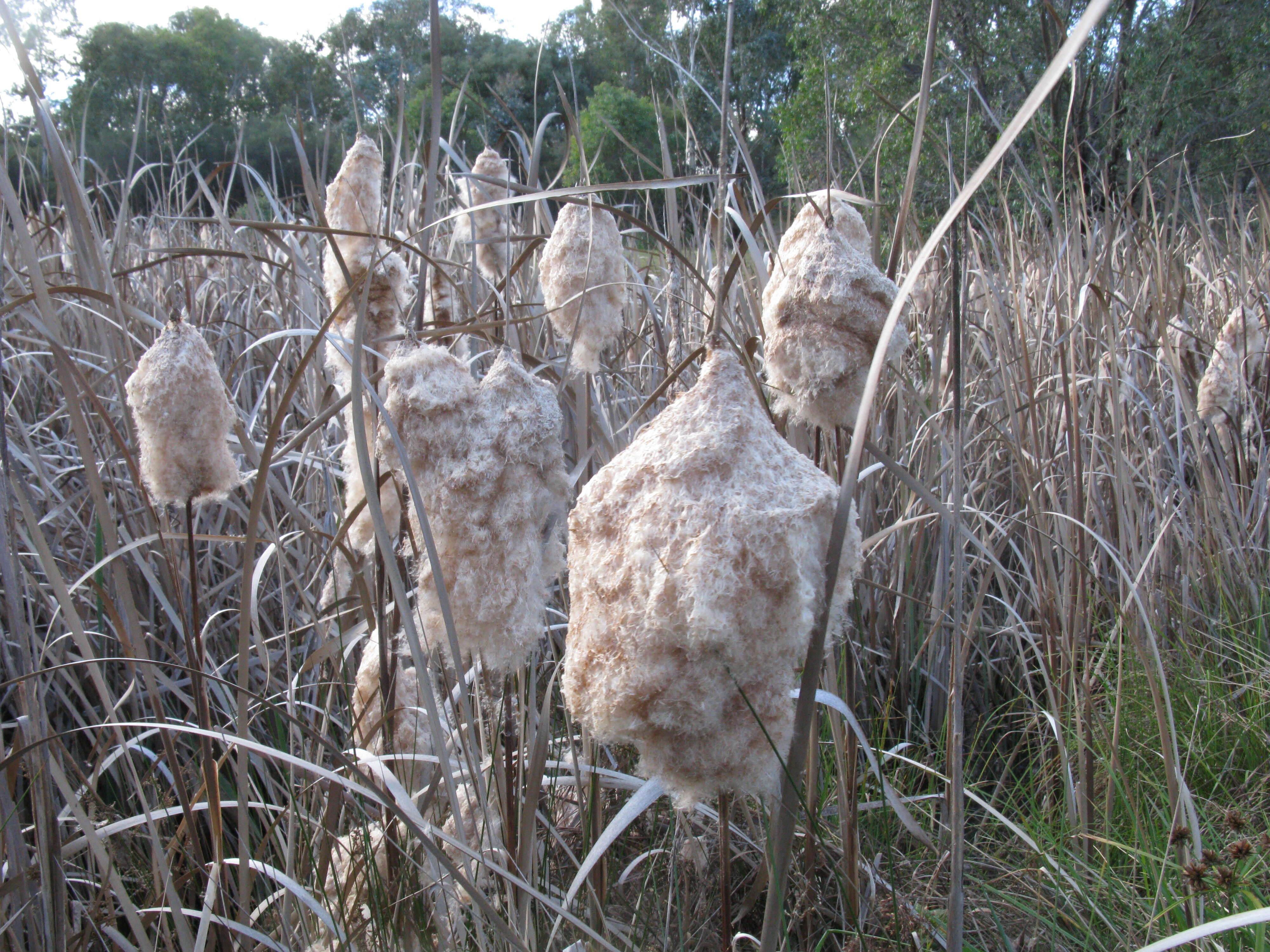 Image de Typha orientalis C. Presl