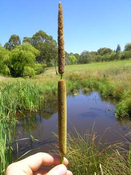 Image of Bullrush