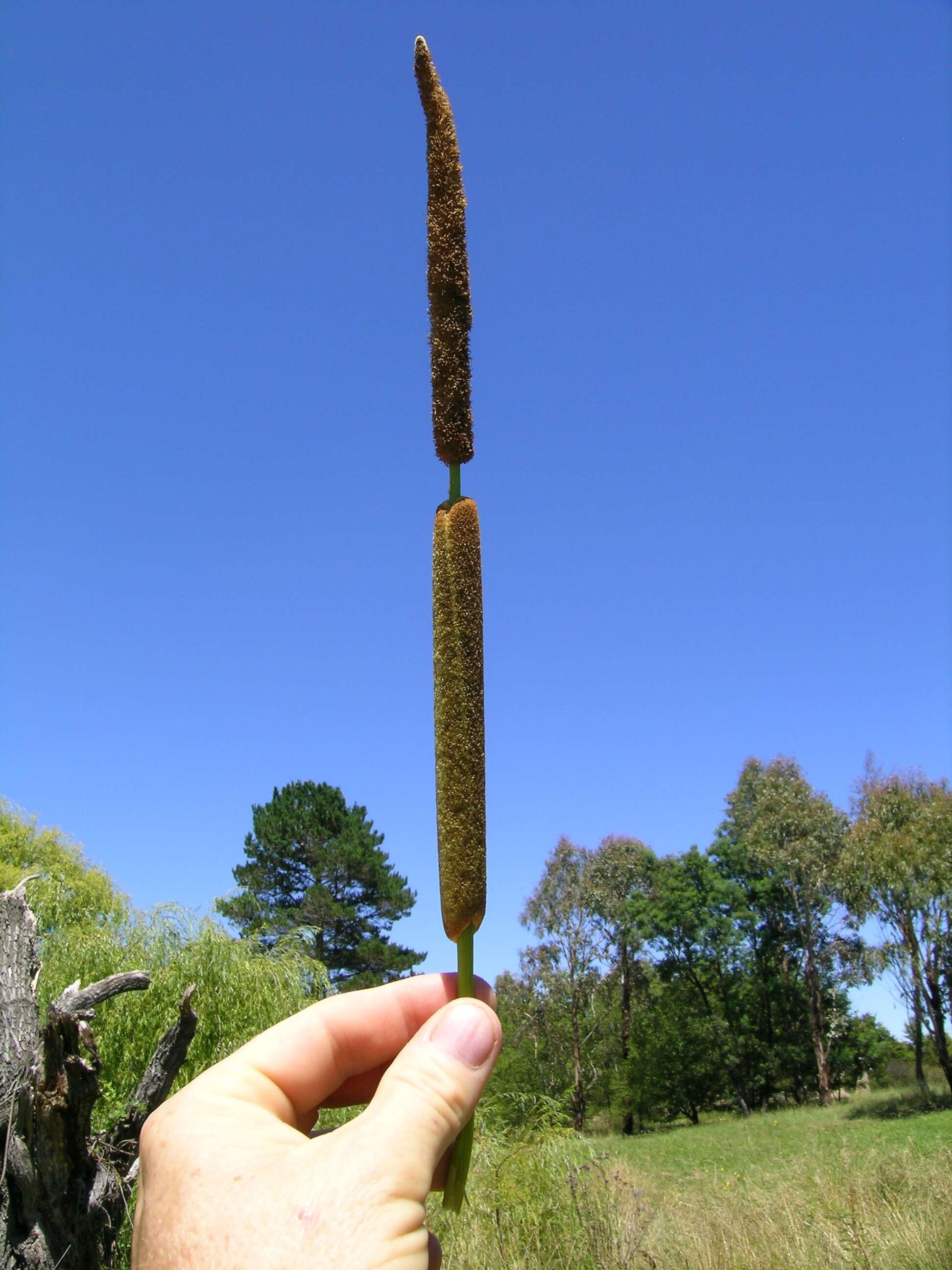 Image de Typha orientalis C. Presl