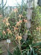 Aloe somaliensis C. H. Wright ex W. Watson resmi