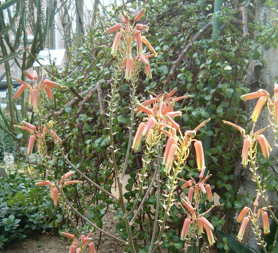 Aloe somaliensis C. H. Wright ex W. Watson resmi